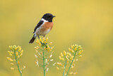 Image. European Stonechat