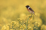Image. European Stonechat