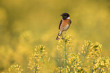 Image. European Stonechat