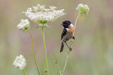 Image. European Stonechat