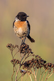 Image. European Stonechat