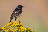 Image. European Stonechat