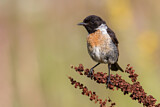 Image. European Stonechat