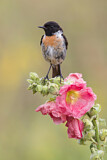 Image. European Stonechat