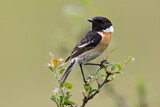 Image. European Stonechat