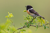 Image. European Stonechat