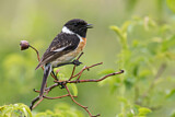 Image. European Stonechat