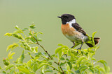 Image. European Stonechat