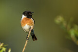 Image. European Stonechat