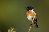 Image. European Stonechat
