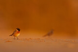 Image. European Stonechat