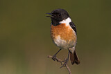 Image. European Stonechat