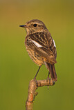 Image. European Stonechat