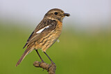 Image. European Stonechat