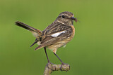 Image. European Stonechat