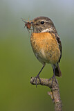 Image. European Stonechat