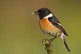 Image. European Stonechat