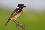 Image. European Stonechat