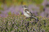 Image. European Stonechat