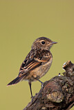 Image. European Stonechat