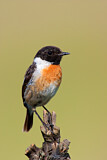 Image. European Stonechat