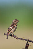 Image. European Stonechat
