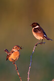 Image. European Stonechat