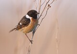 Image. European Stonechat