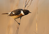 Image. European Stonechat