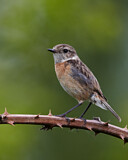 Image. European Stonechat