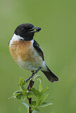 Image. European Stonechat