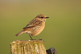 Image. European Stonechat