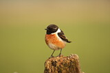 Image. European Stonechat