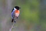 Image. European Stonechat