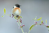 Image. European Stonechat
