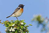 Image. European Stonechat