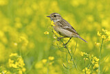 Image. European Stonechat