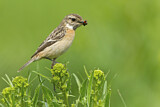 Image. European Stonechat
