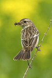 Image. European Stonechat