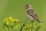 Image. European Stonechat