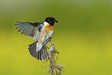 Image. European Stonechat