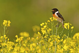Image. European Stonechat