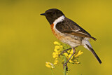 Image. European Stonechat