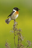 Image. European Stonechat