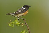Image. European Stonechat