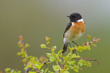 Image. European Stonechat