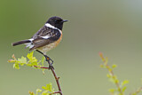 Image. European Stonechat