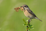 Image. European Stonechat