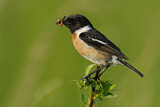 Image. European Stonechat