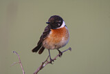 Image. European Stonechat